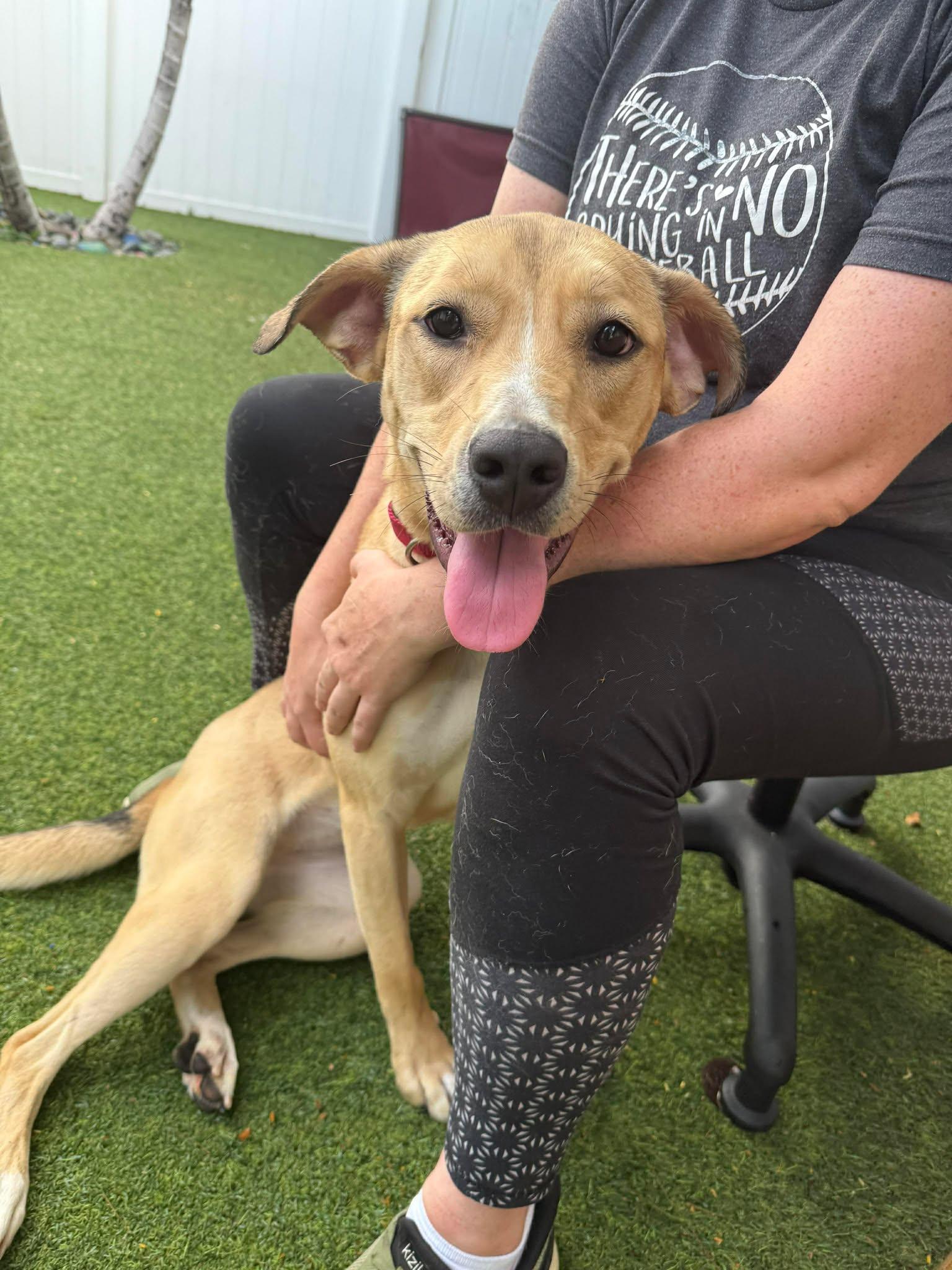 Boston, a Adoptable Yellow Labrador Retriever in Pompano Beach, FL image 2/3