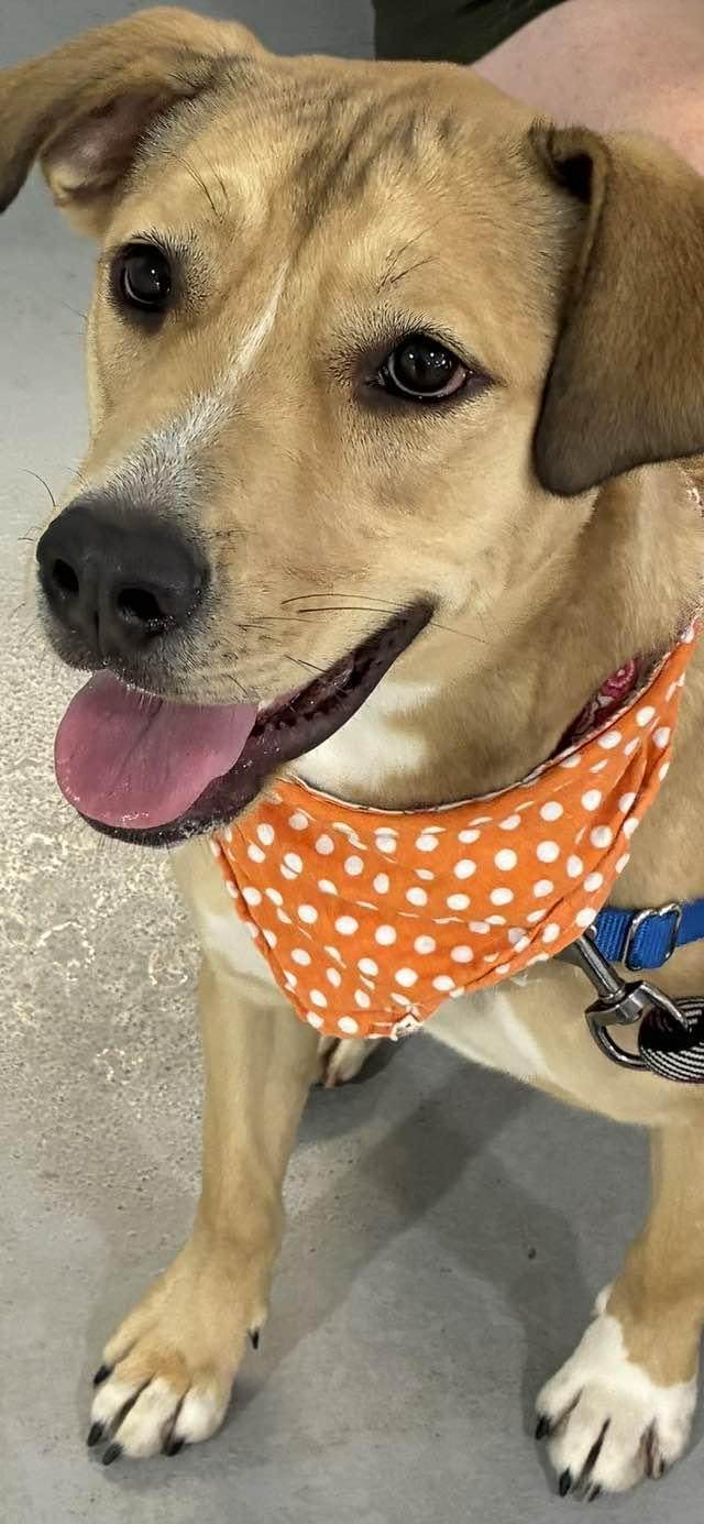 Boston, a Adoptable Yellow Labrador Retriever in Pompano Beach, FL image 3/3