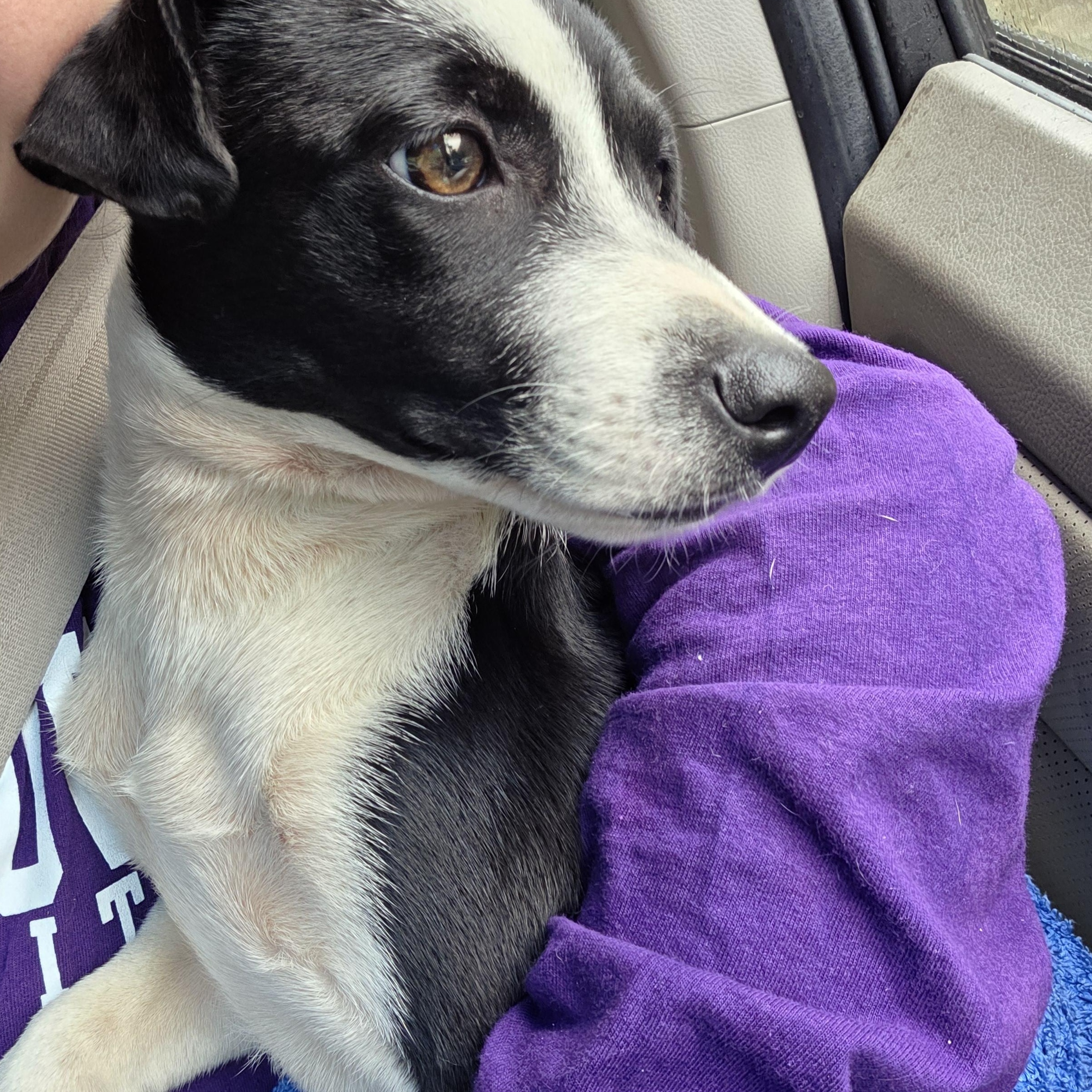 Enlarge Wilhelmina, a ADOPTABLE mixed breed in Montclair, NJ image 6/6