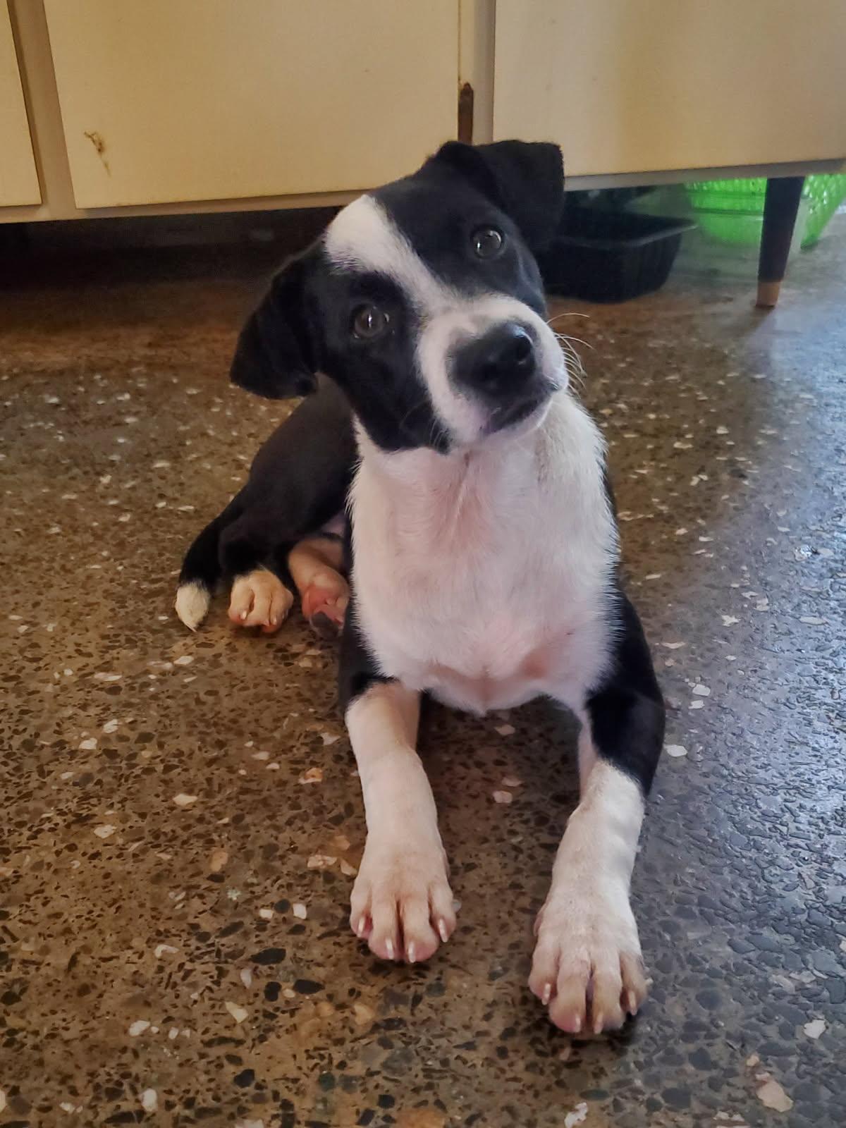 Wilhelmina, ADOPTABLE, Puppy Female Labrador Retriever.