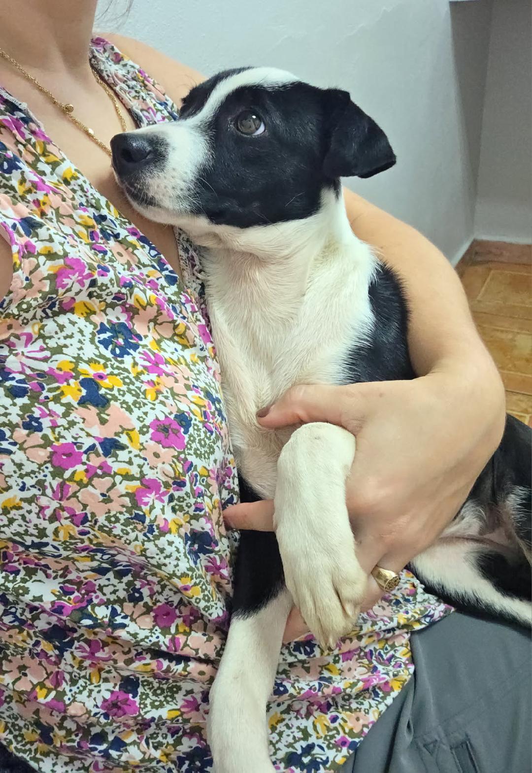 Enlarge Wilhelmina, a ADOPTABLE mixed breed in Pleasant Valley, NY image 2/2