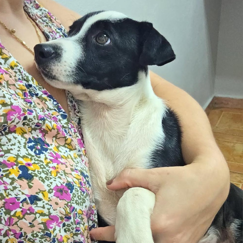 Enlarge Wilhelmina, a ADOPTABLE mixed breed in Montclair, NJ image 2/6