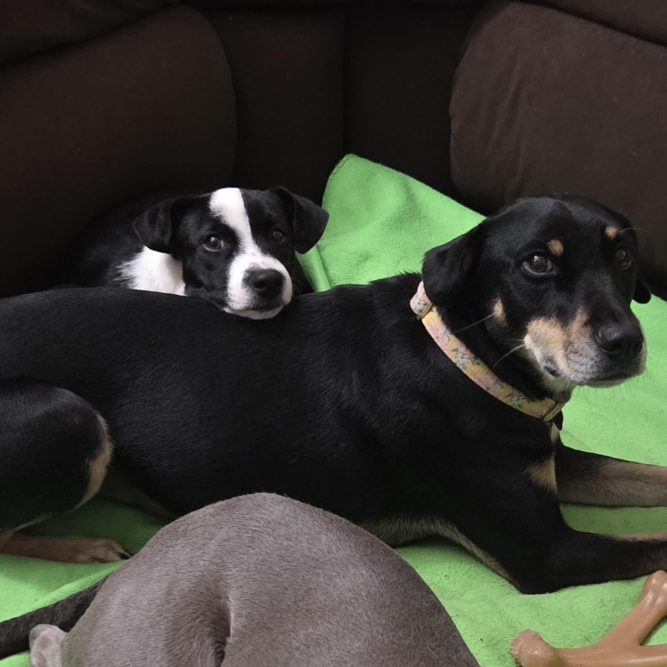 Enlarge Wilhelmina, a ADOPTABLE mixed breed in Montclair, NJ image 4/6