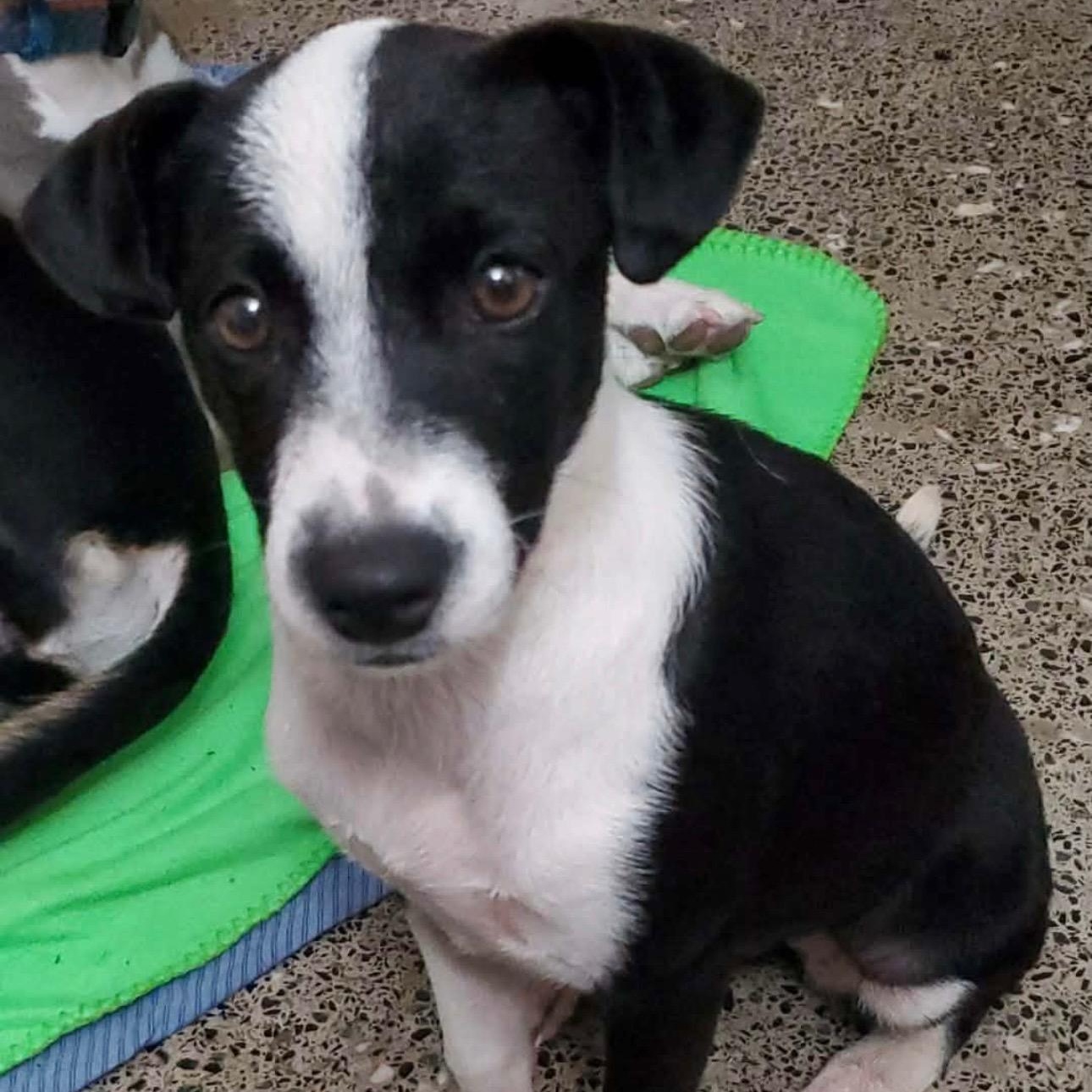 Wilhelmina, ADOPTABLE, Puppy Female Terrier & Labrador Retriever.