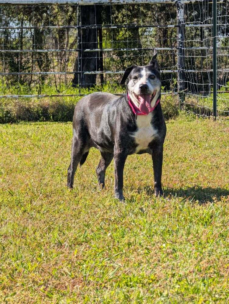 Enlarge Kori, a Adoptable mixed breed in Lone Oak, TX image 1/6
