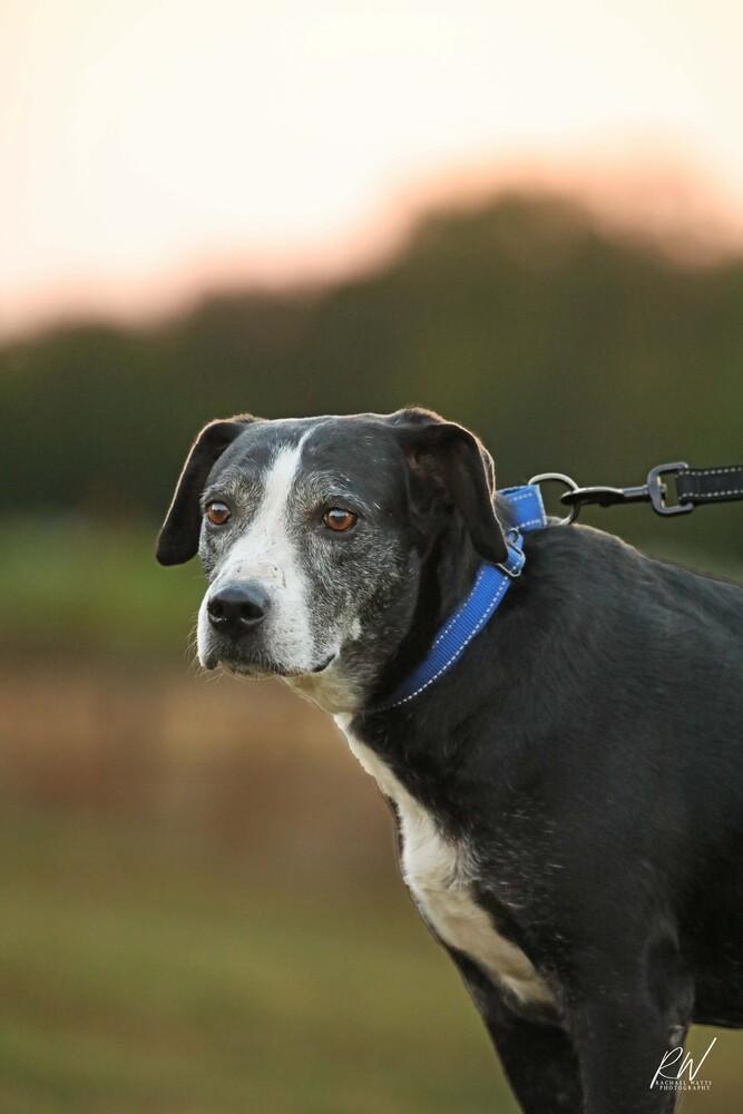 Kori, Adoptable, Senior Female Labrador Retriever.