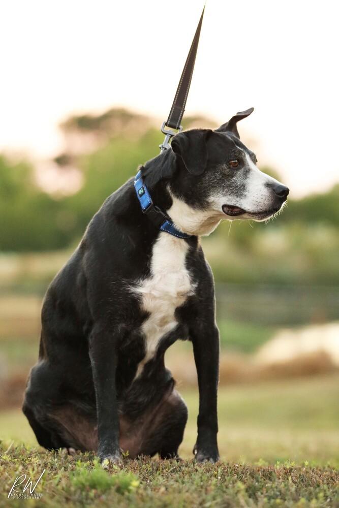 Enlarge Kori, a Adoptable mixed breed in Lone Oak, TX image 4/6