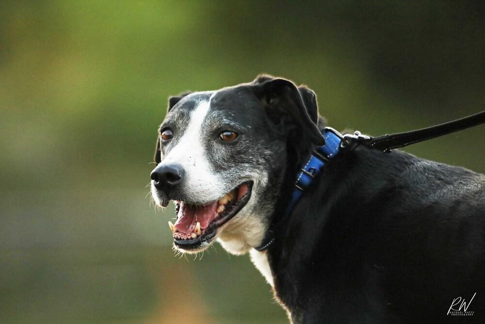 Enlarge Kori, a Adoptable mixed breed in Lone Oak, TX image 5/6