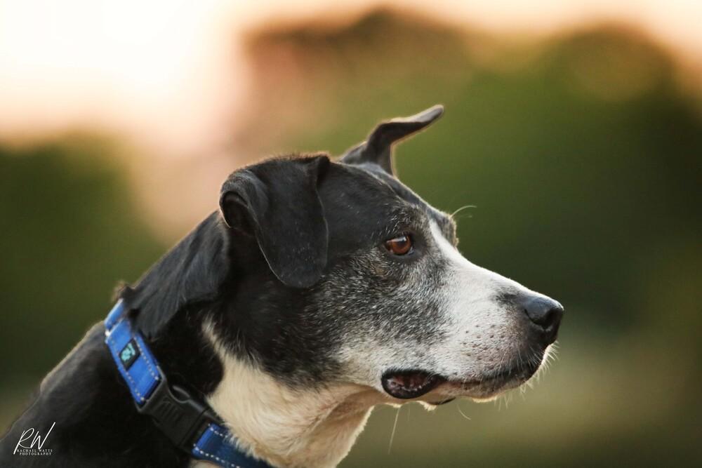 Enlarge Kori, a Adoptable mixed breed in Lone Oak, TX image 6/6