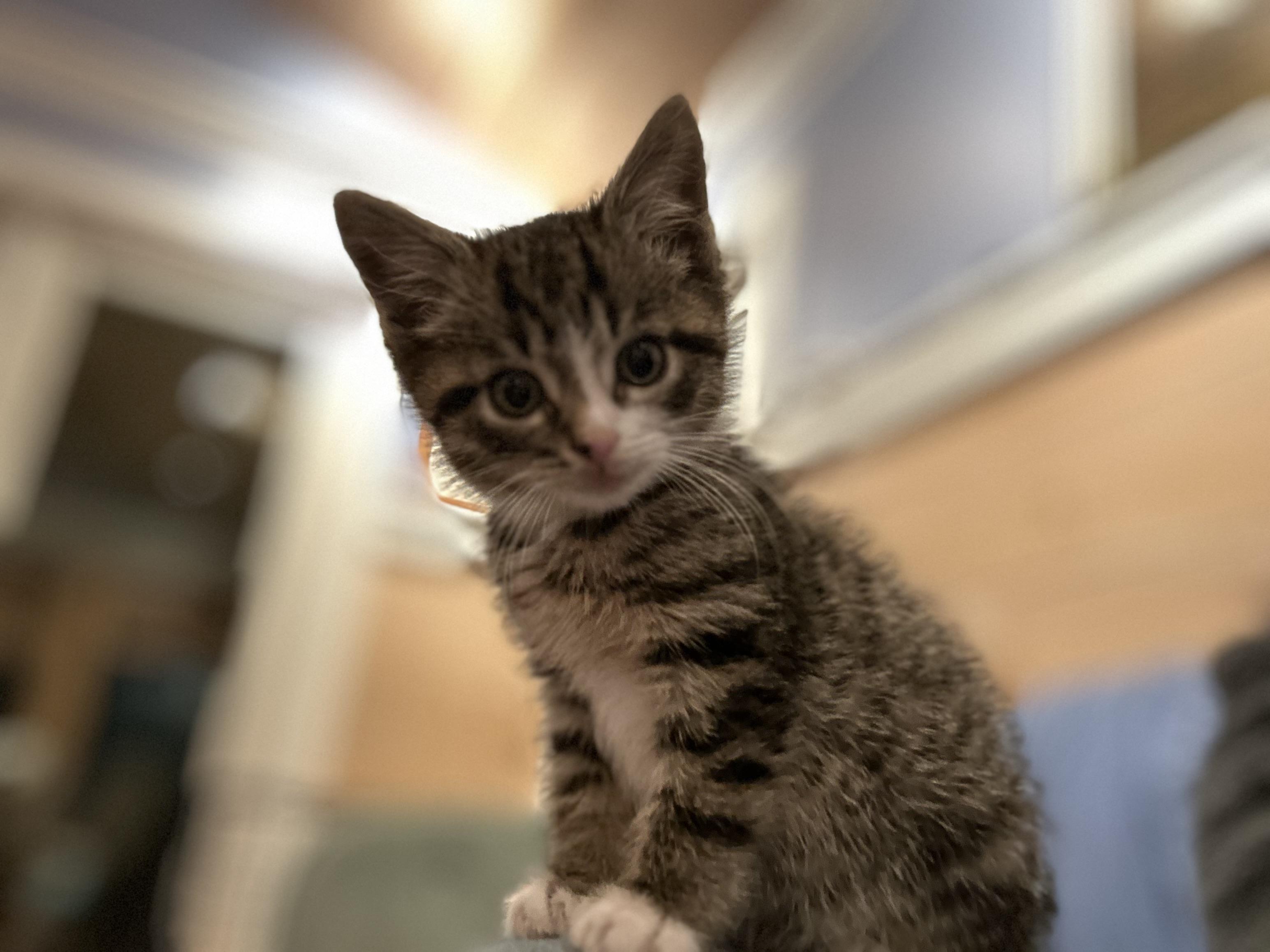 Tiny but Mighty, an adopted Tabby in West Nyack, NY image 1/5