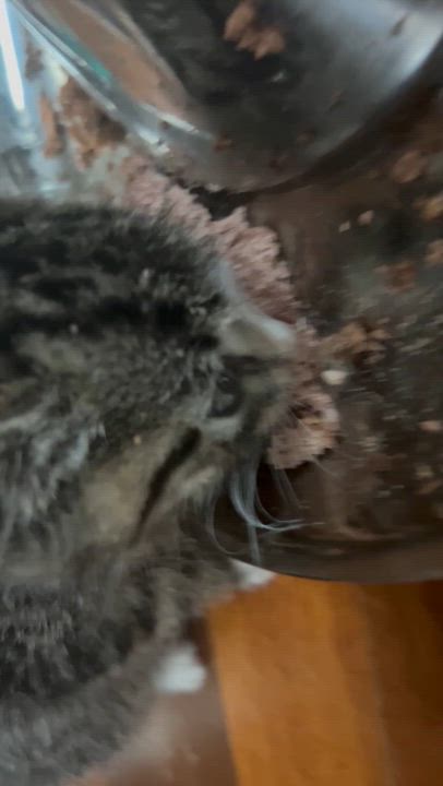 Enlarge Tiny but Mighty, an adopted Tabby in West Nyack, NY video 2/5