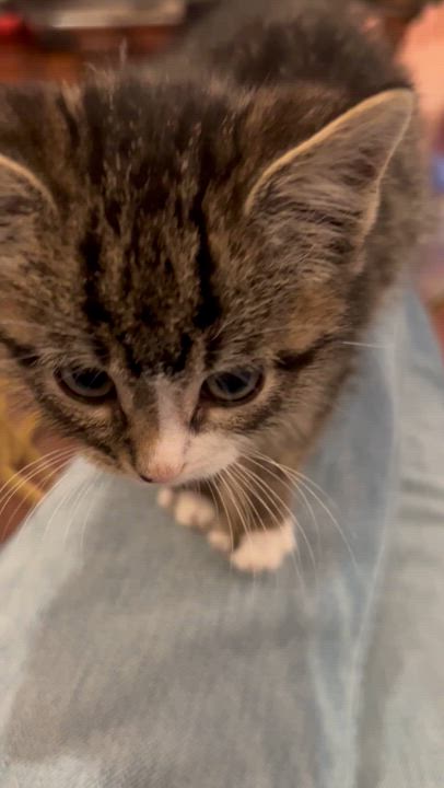 Enlarge Tiny but Mighty, an adopted Tabby in West Nyack, NY video 3/5