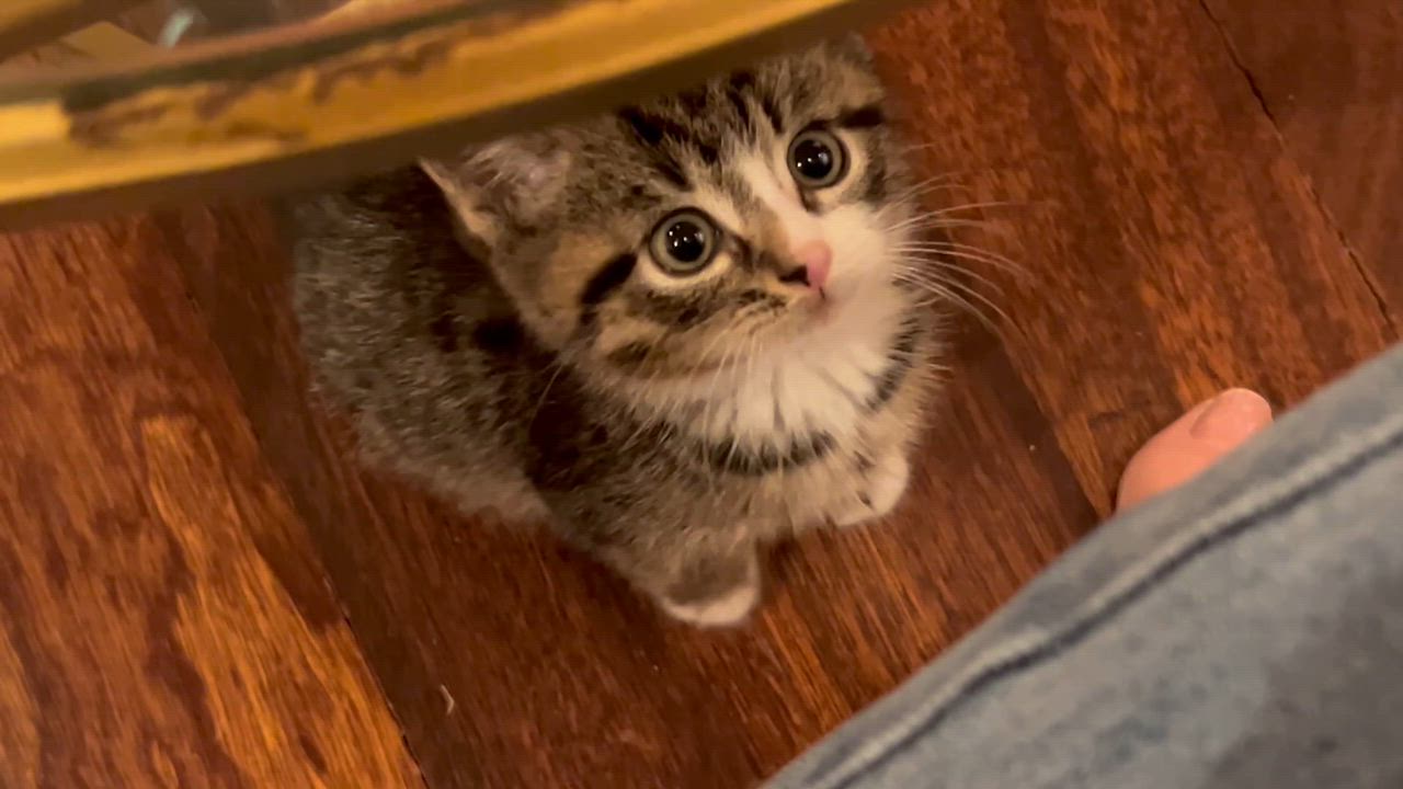 Enlarge Tiny but Mighty, an adopted Tabby in West Nyack, NY video 4/5