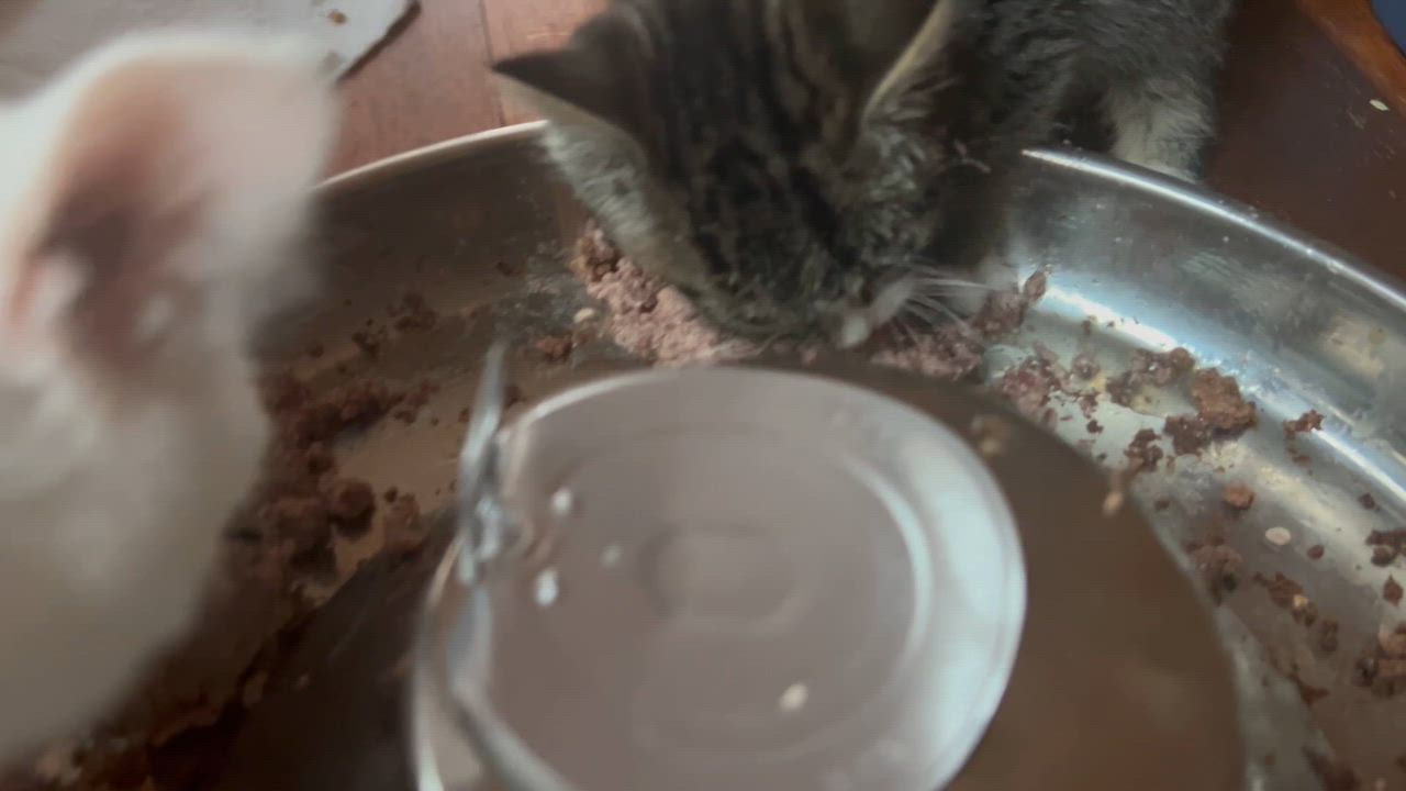 Enlarge Tiny but Mighty, an adopted Tabby in West Nyack, NY video 5/5