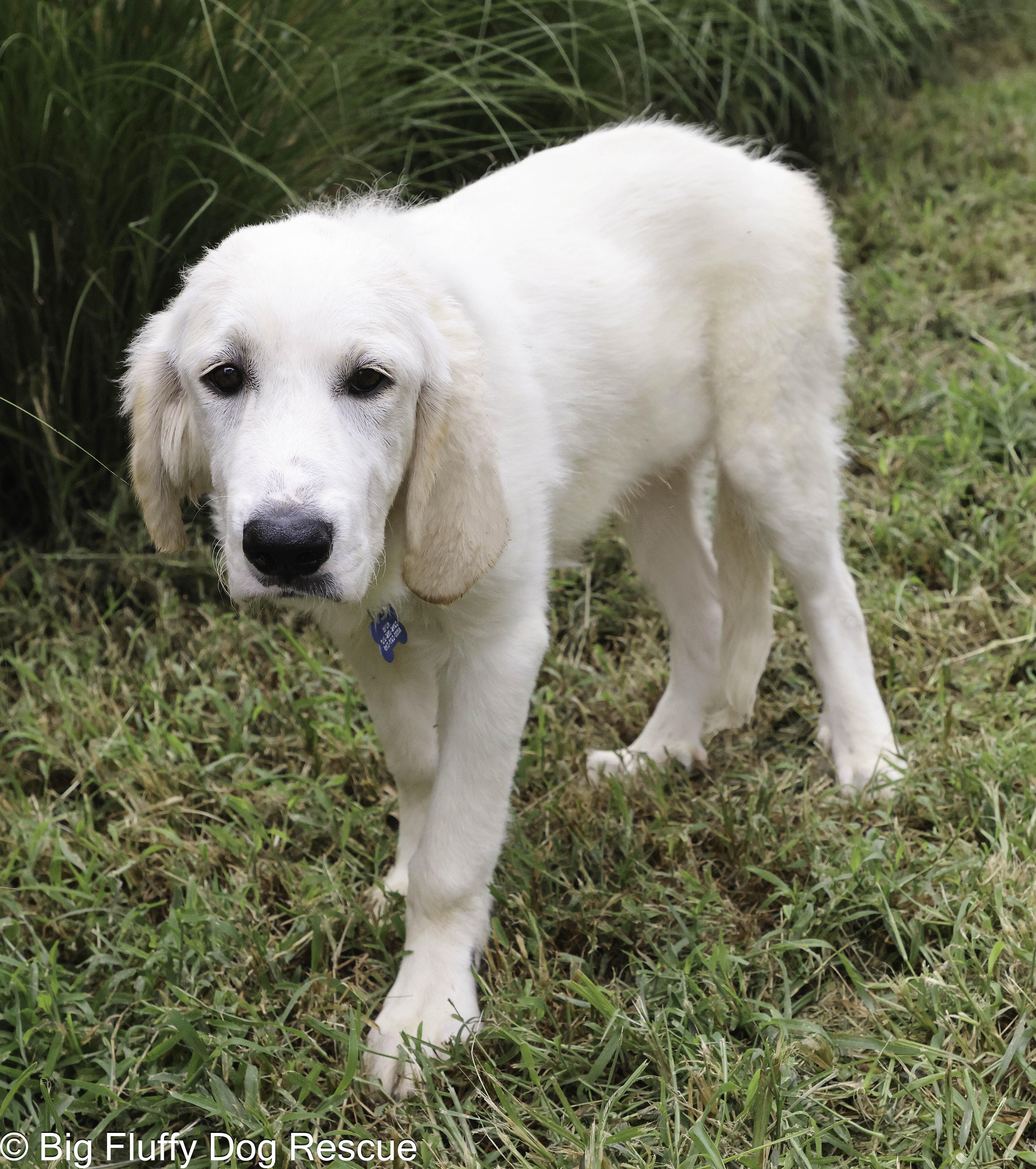 Enlarge Triton, a Adopted mixed breed in Staunton, VA image 3/3