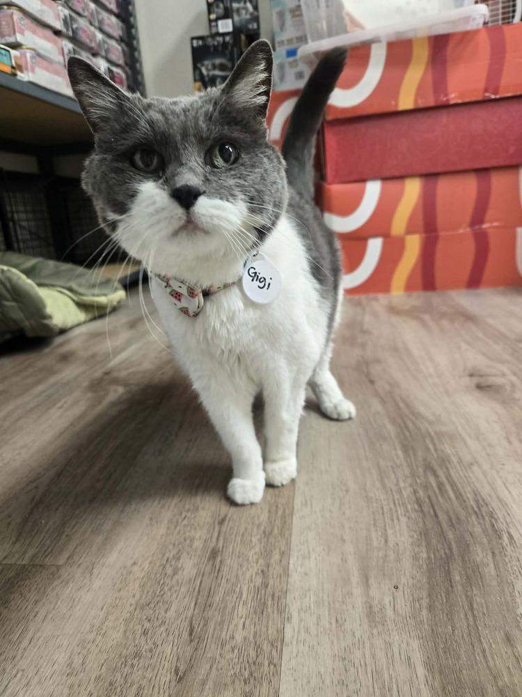 Gigi 2, Adoptable, Senior Female Domestic Short Hair.