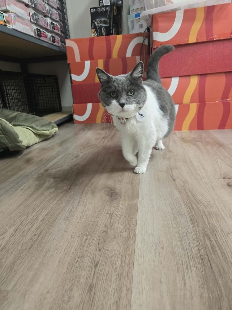 Enlarge Gigi 2, a Adoptable mixed breed in tucson, AZ image 2/5