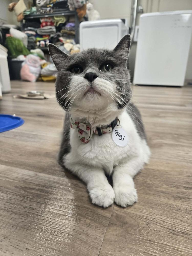 Gigi 2, Adoptable, Senior Female Domestic Short Hair.