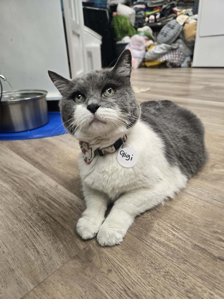 Enlarge Gigi 2, a Adoptable mixed breed in tucson, AZ image 4/5