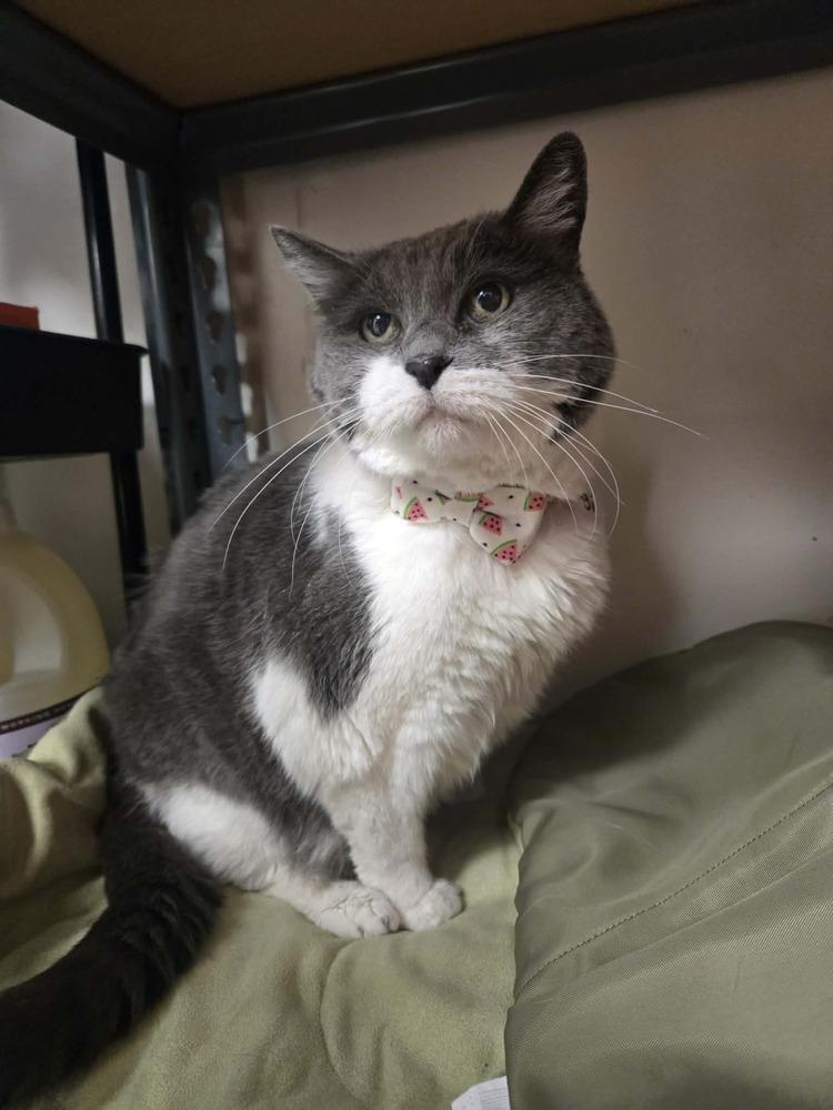 Enlarge Gigi 2, a Adoptable mixed breed in tucson, AZ image 5/5