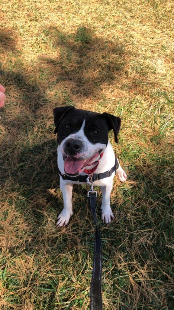 Enlarge Wade *Sponsored Adoption, a Adoptable Pit Bull Terrier in Christiansburg, VA image 1/6