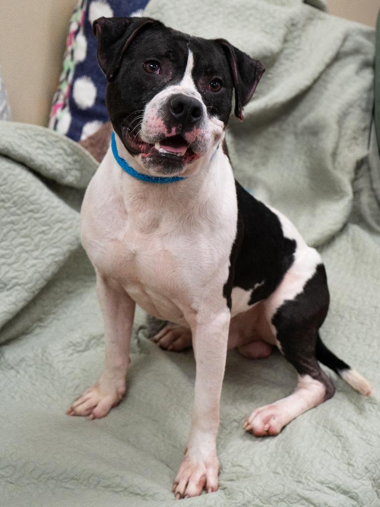 Enlarge Wade *Sponsored Adoption, a Adoptable Pit Bull Terrier in Christiansburg, VA image 2/6