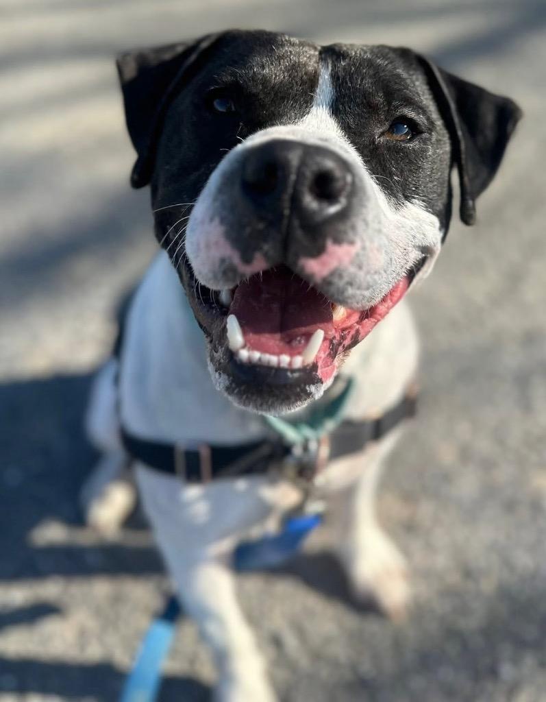 Enlarge Wade *Sponsored Adoption, a Adoptable Pit Bull Terrier in Christiansburg, VA image 4/6