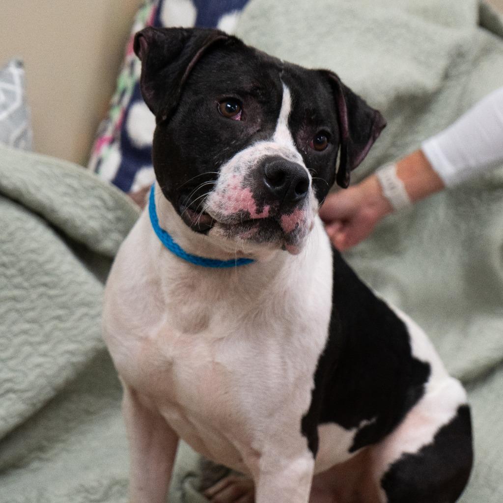 Enlarge Wade *Sponsored Adoption, a Adoptable Pit Bull Terrier in Christiansburg, VA image 5/6