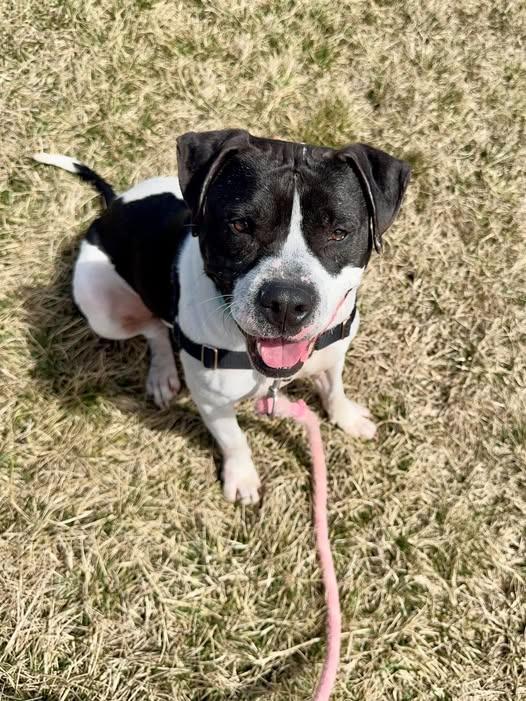 Enlarge Wade *Sponsored Adoption, a Adoptable Pit Bull Terrier in Christiansburg, VA image 6/6