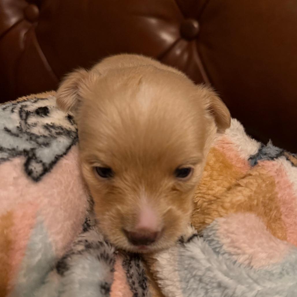 Noelle, Adoptable, Puppy Female Chihuahua & Mixed Breed.