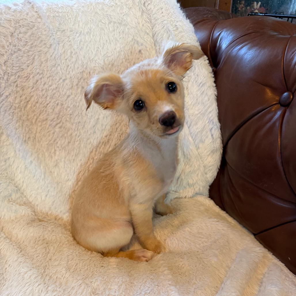 Enlarge Noelle, a Adoptable mixed breed in Sacramento, CA image 3/4