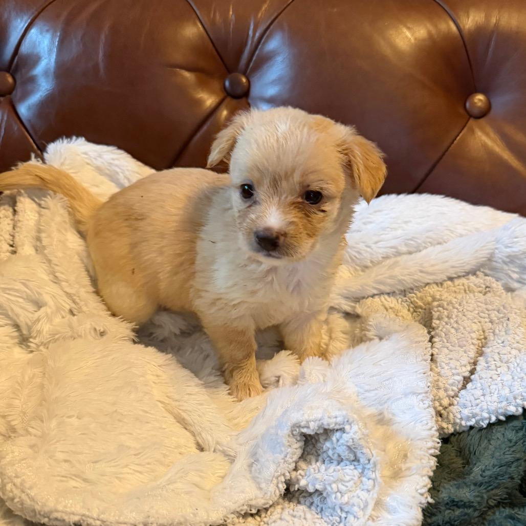 Enlarge Noelle, a Adoptable mixed breed in Sacramento, CA image 4/4