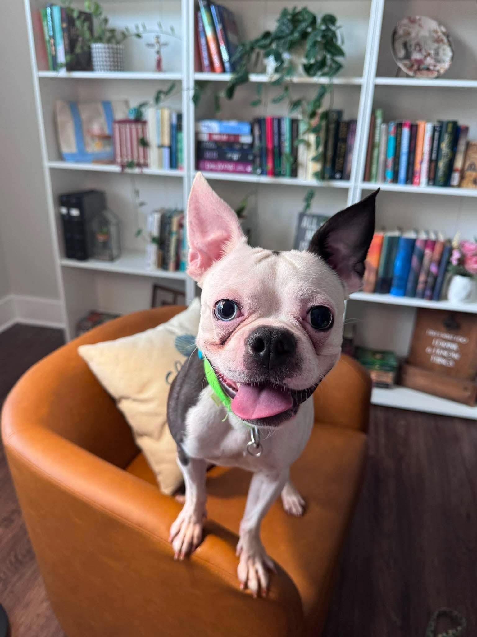 Enlarge Iggy Smalls, a Adoptable Boston Terrier in Valrico, FL image 1/1