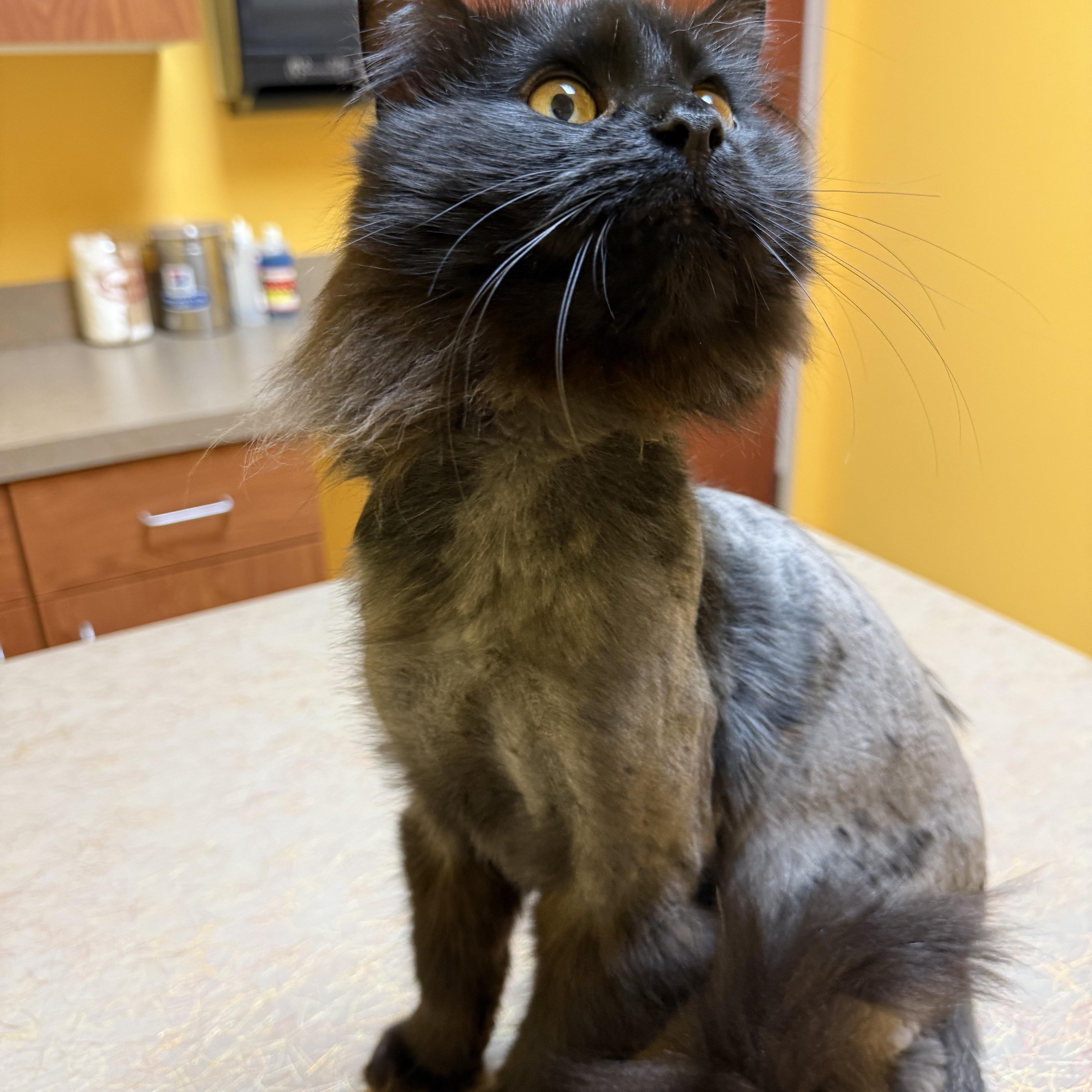 Rutherford, a Adoptable Domestic Long Hair in Albany, NY image 5/6
