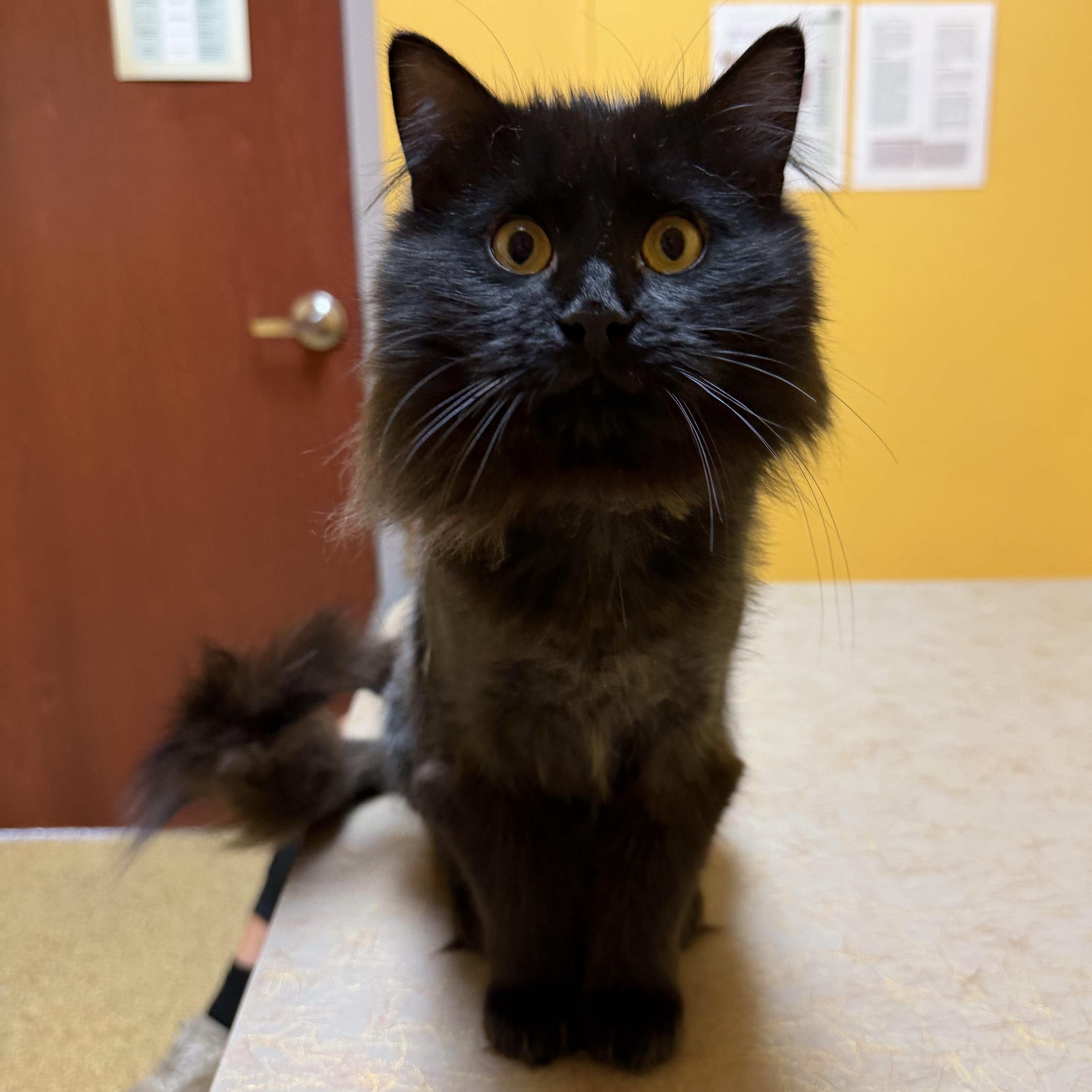 Rutherford, Adoptable, Adult Male Domestic Long Hair.