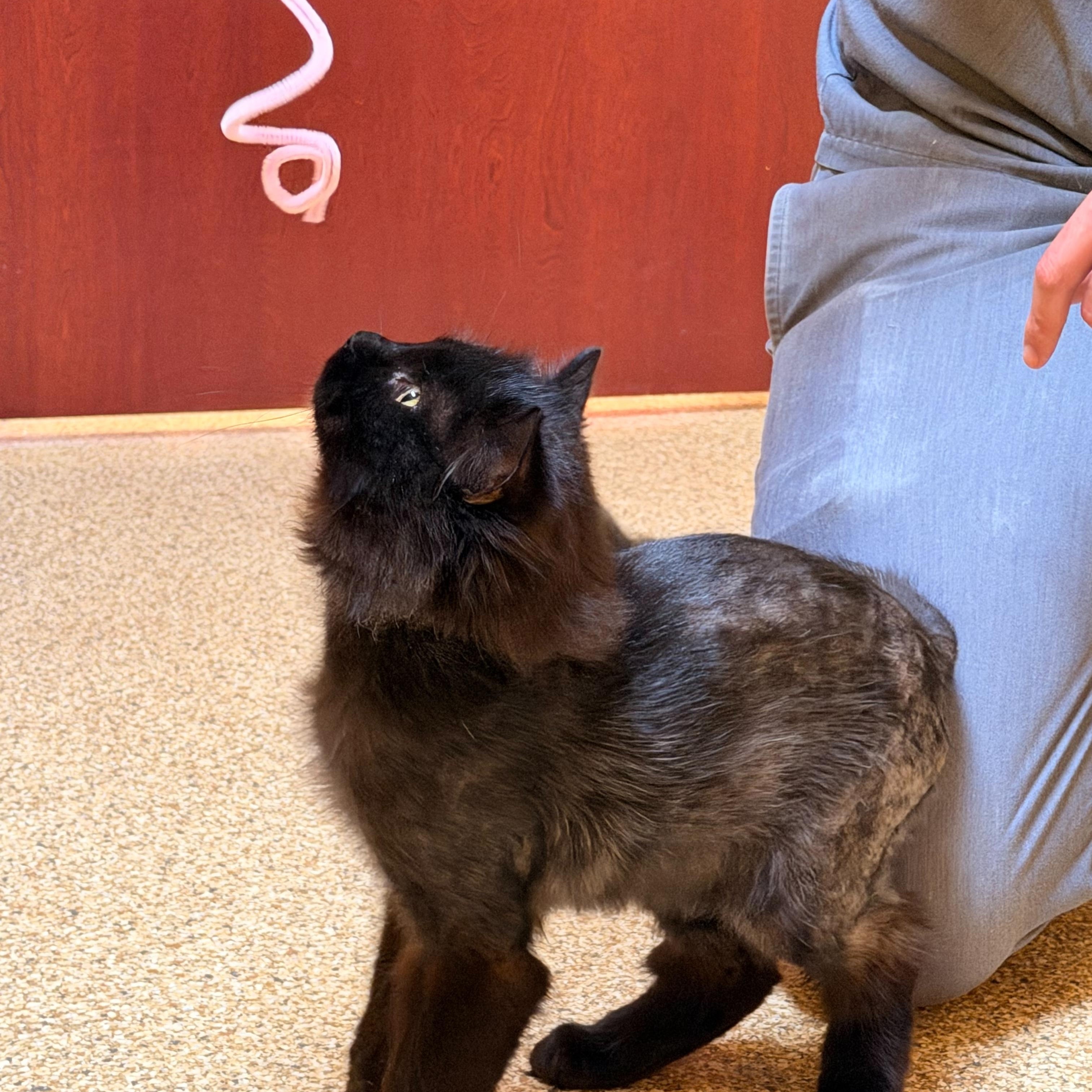 Rutherford, a Adoptable Domestic Long Hair in Albany, NY image 3/6