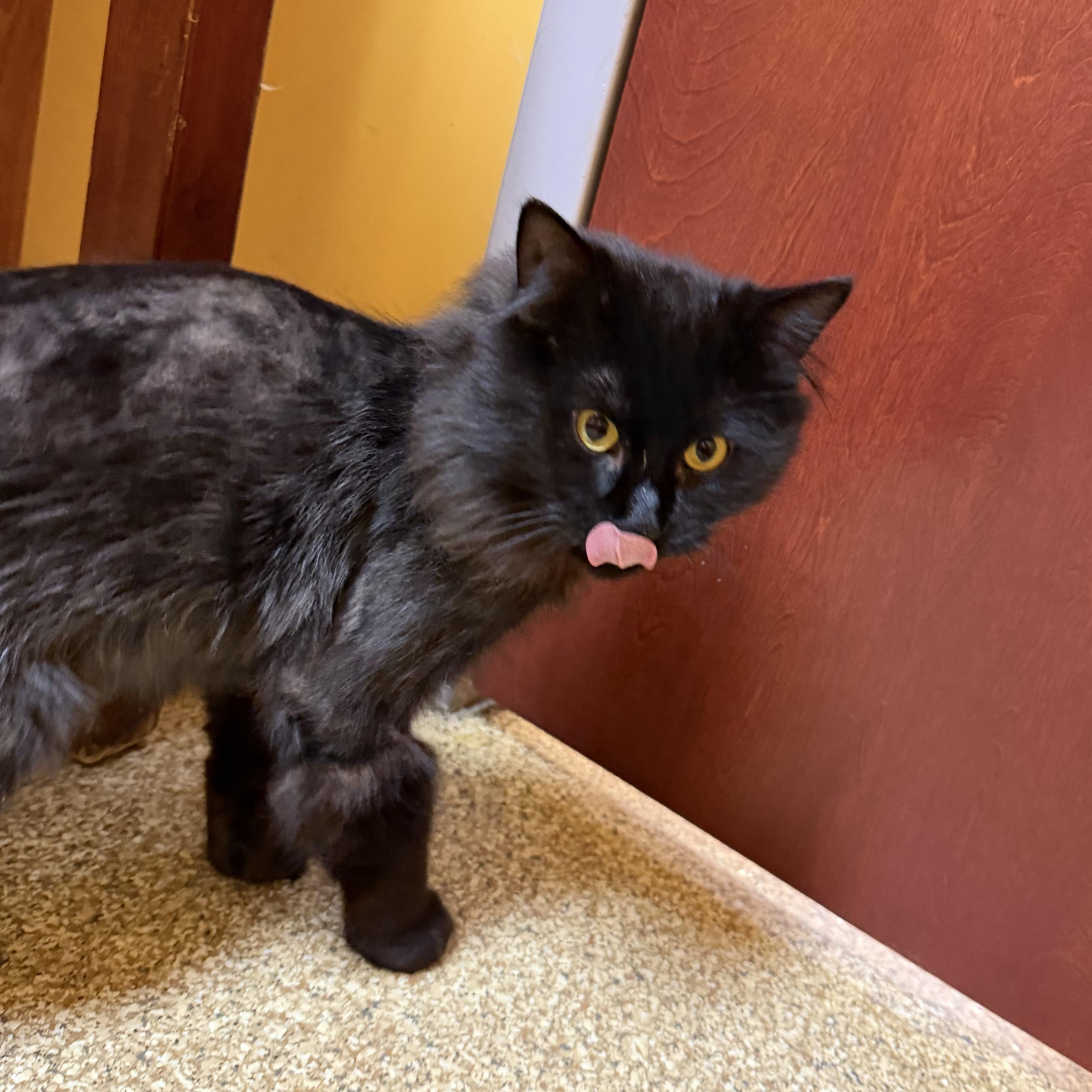 Rutherford, a Adoptable Domestic Long Hair in Albany, NY image 4/6