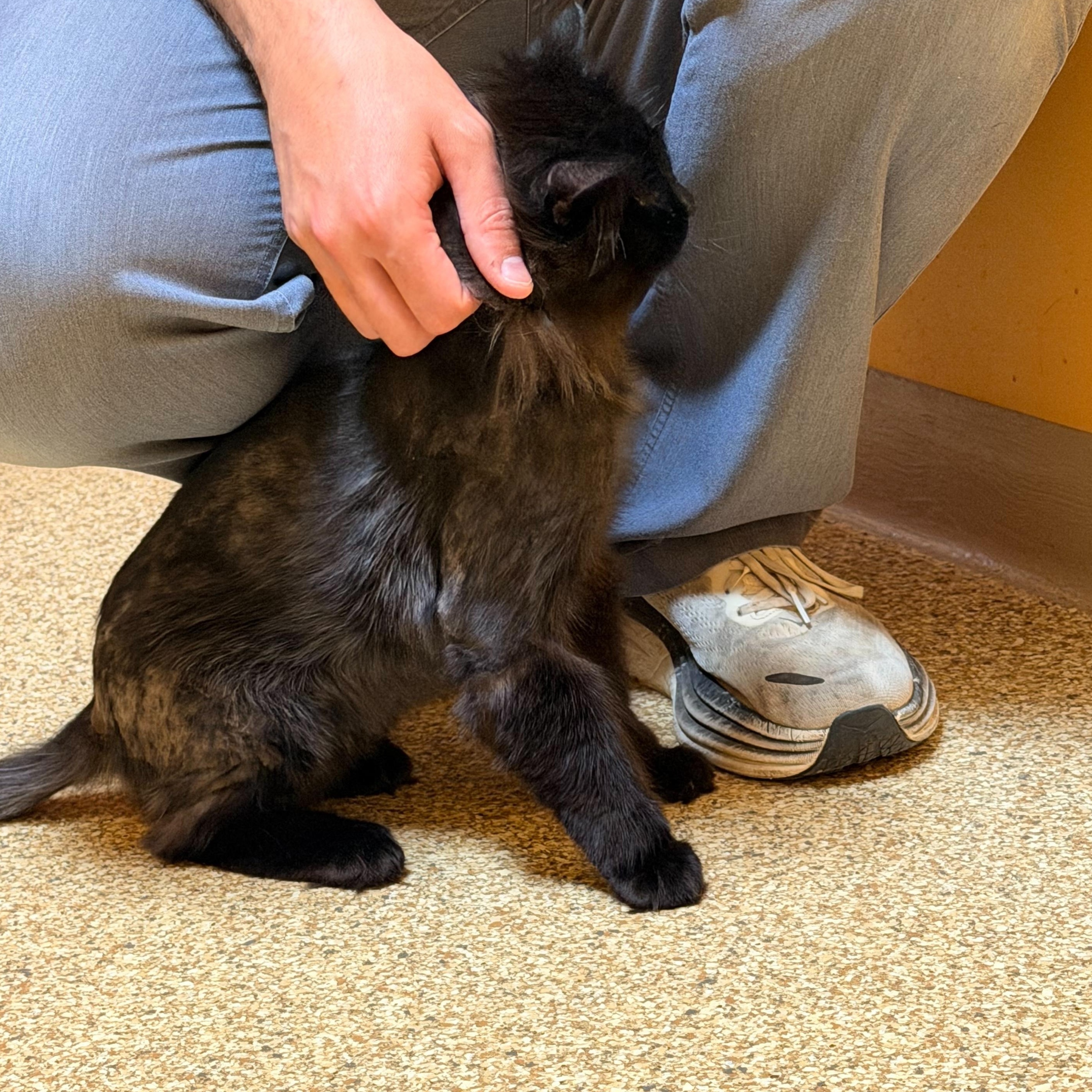 Rutherford, a Adoptable Domestic Long Hair in Albany, NY image 6/6