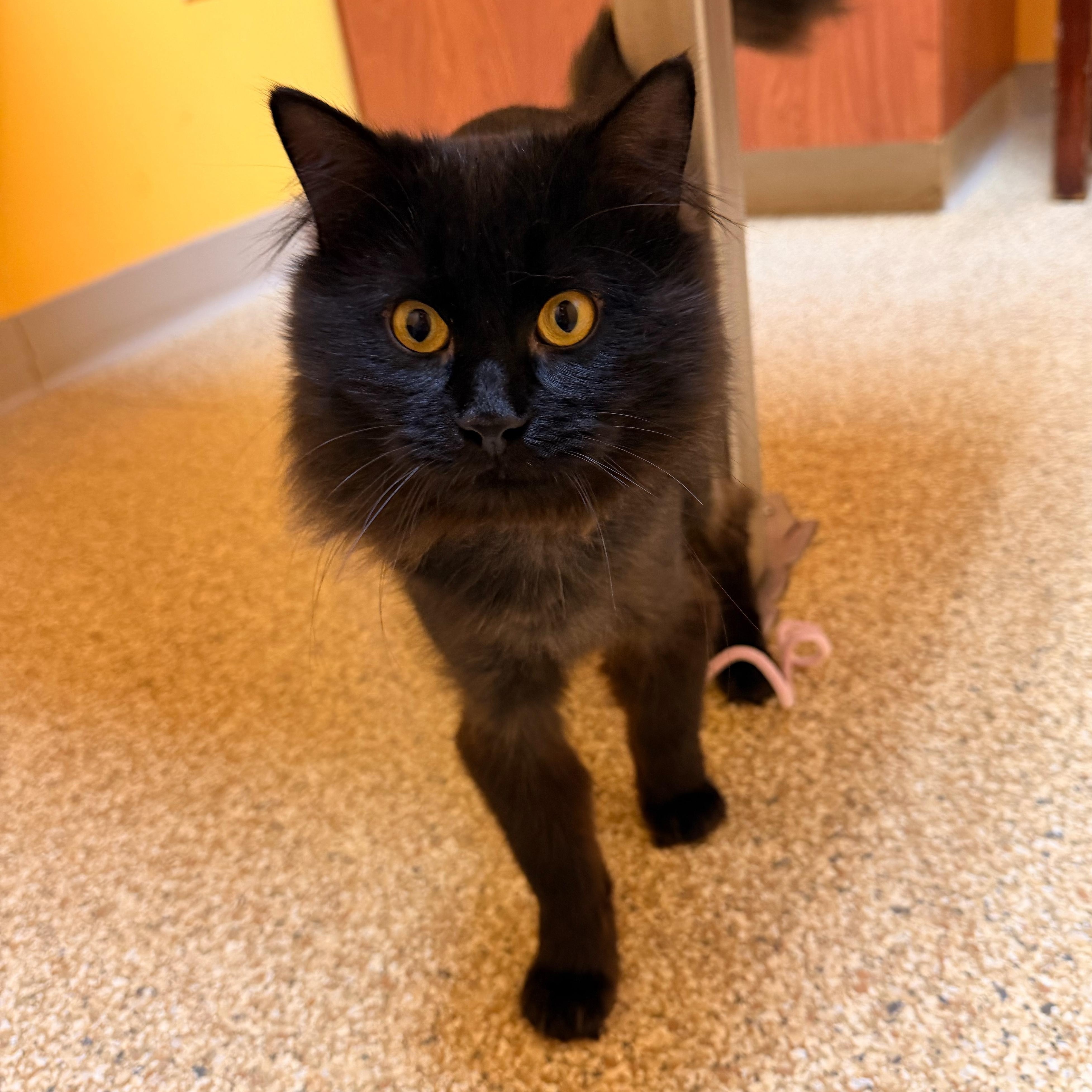 Rutherford, a Adoptable Domestic Long Hair in Albany, NY image 2/6
