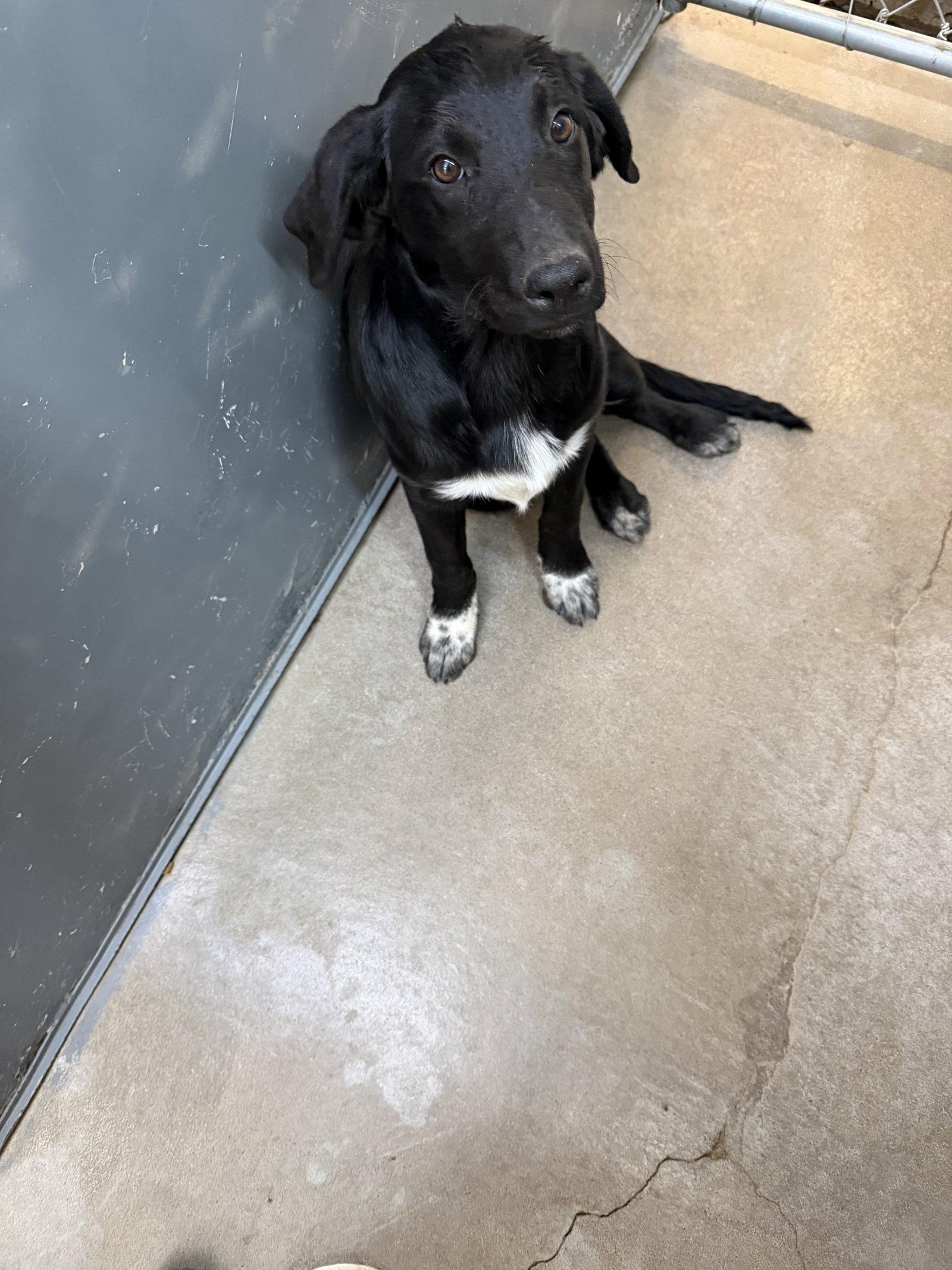 Skippy, Adoptable, Adult Female Labrador Retriever.