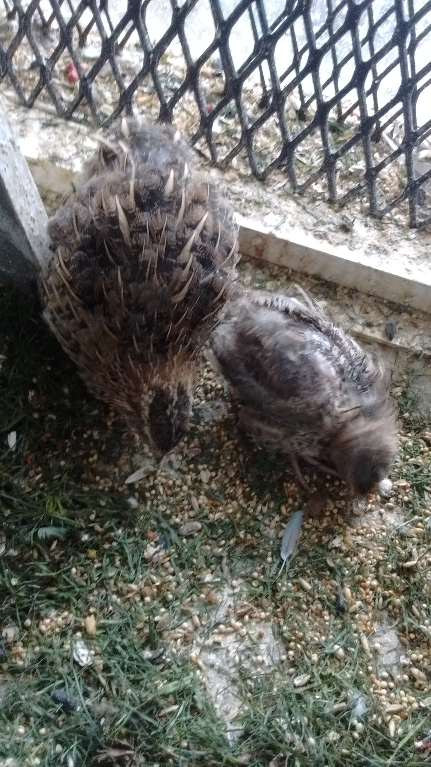 Bobby, a Adoptable Quail in Surrey, BC image 1/2