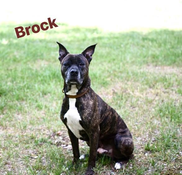 Brock, ADOPTABLE, Adult Male Pit Bull Terrier.