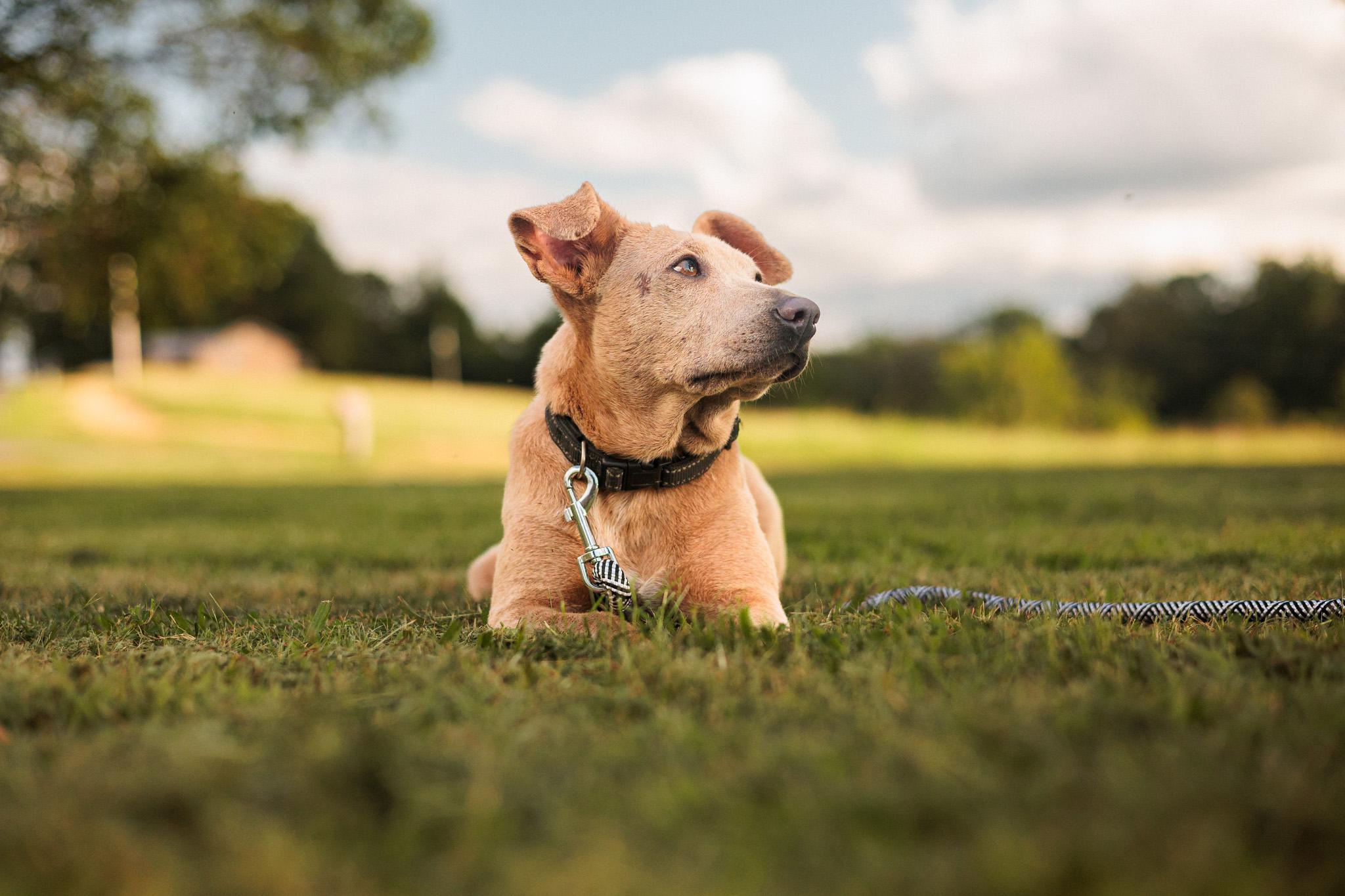 Lacy Lou thumbnail 4