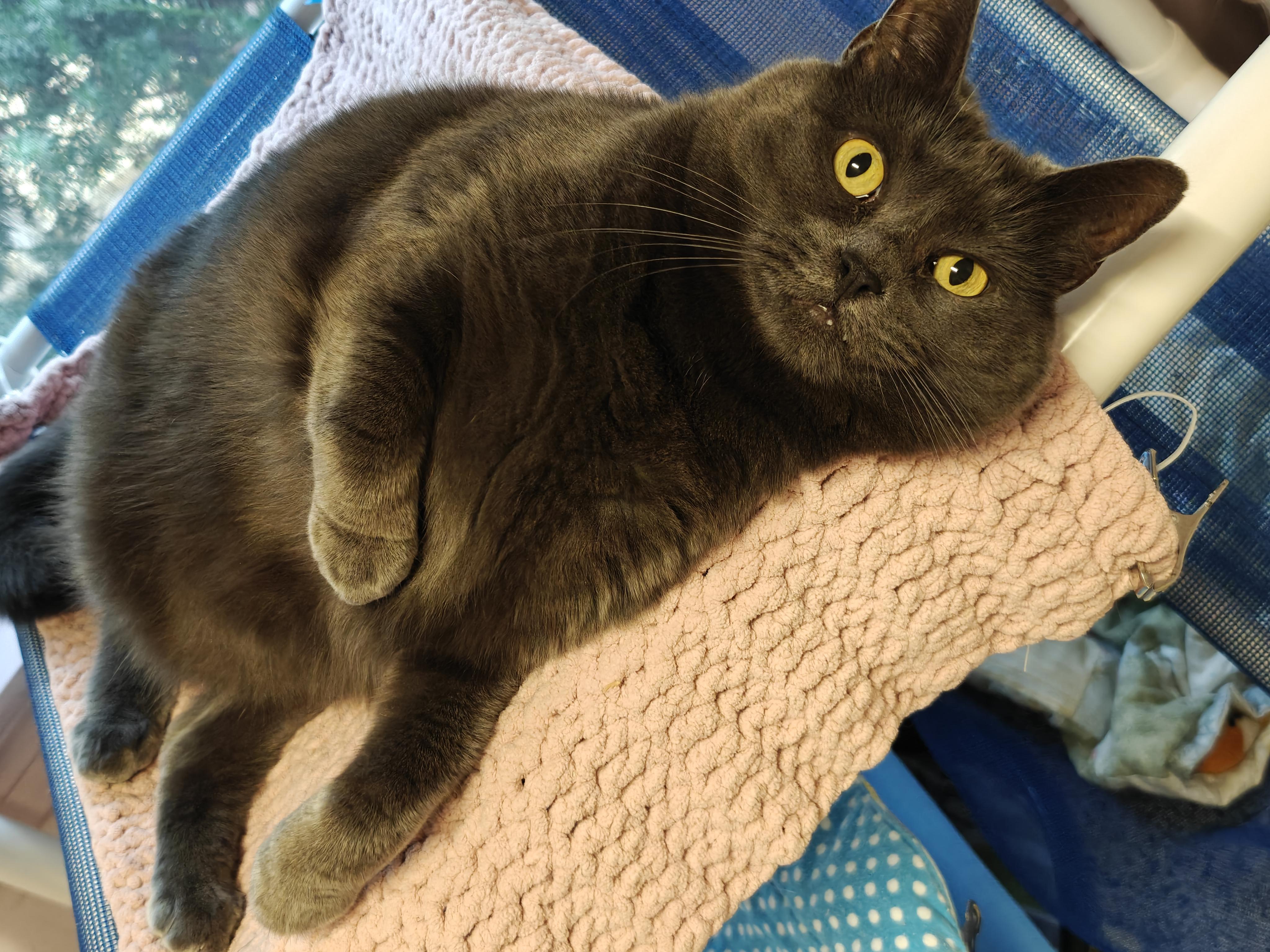 Enlarge Graycie & Burger, a ADOPTABLE Domestic Short Hair in New Britain, CT image 6/6