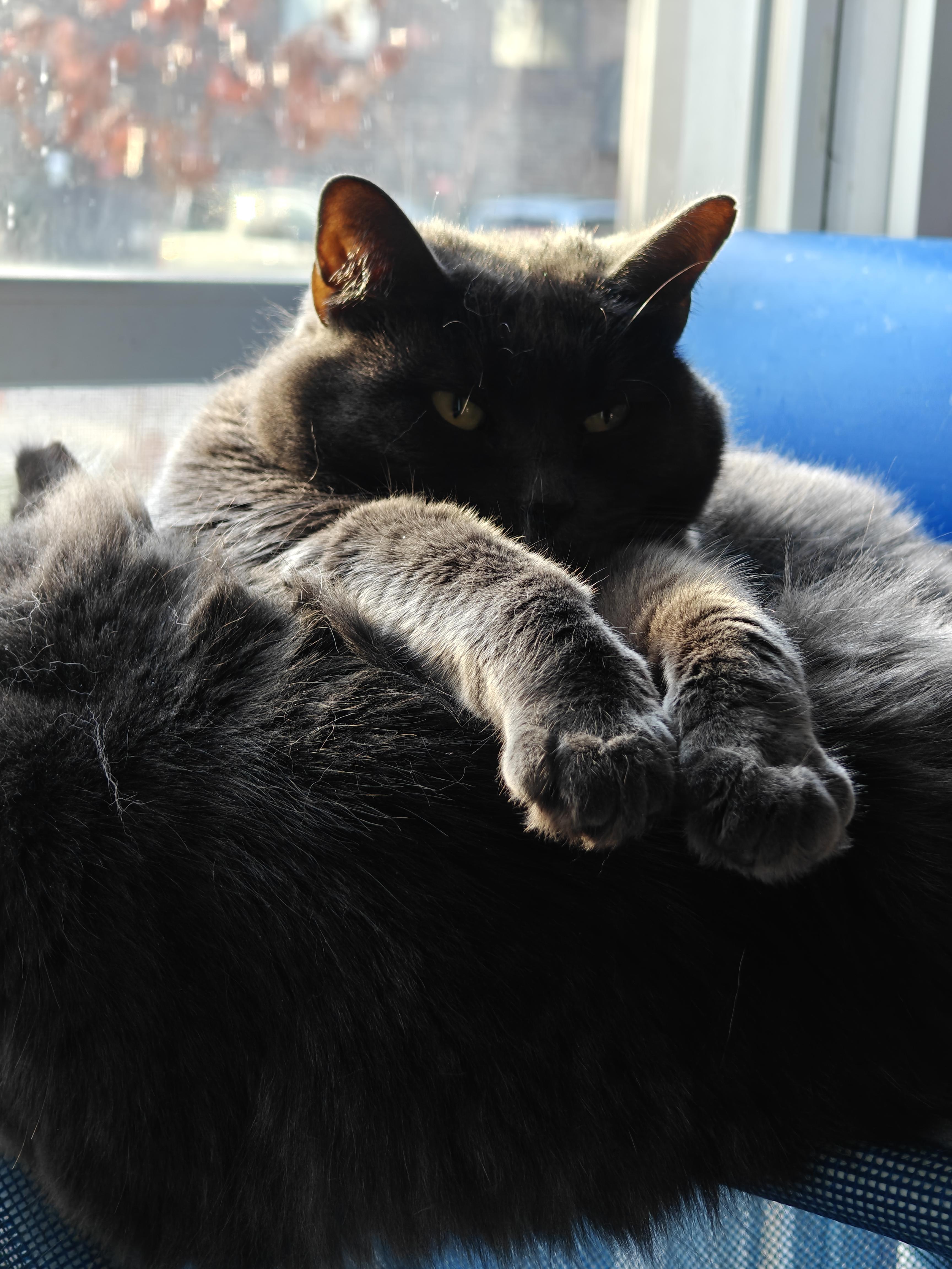Enlarge Graycie & Burger, a ADOPTABLE Domestic Short Hair in New Britain, CT image 2/6