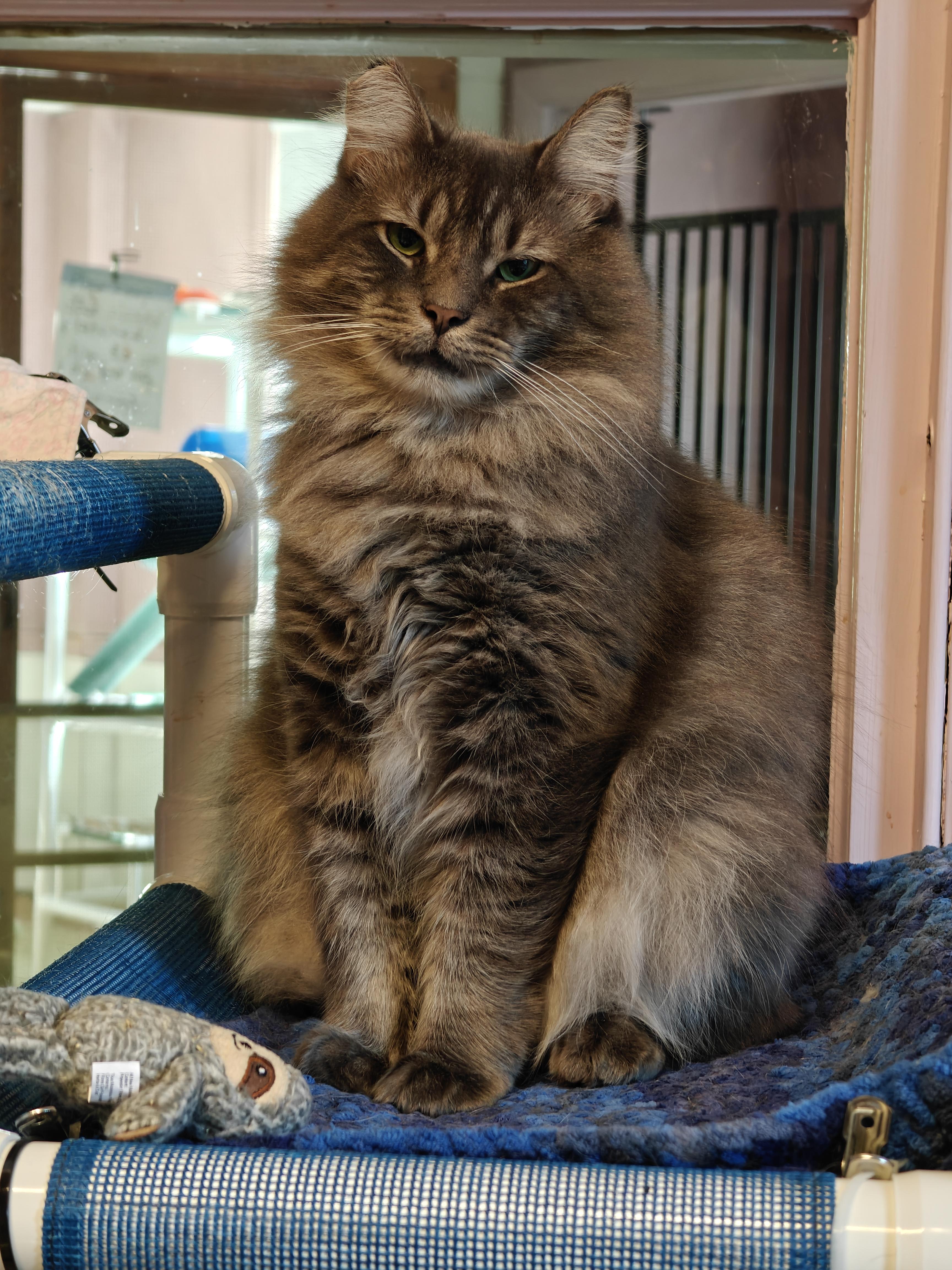 Enlarge Graycie & Burger, a ADOPTABLE Domestic Short Hair in New Britain, CT image 5/6