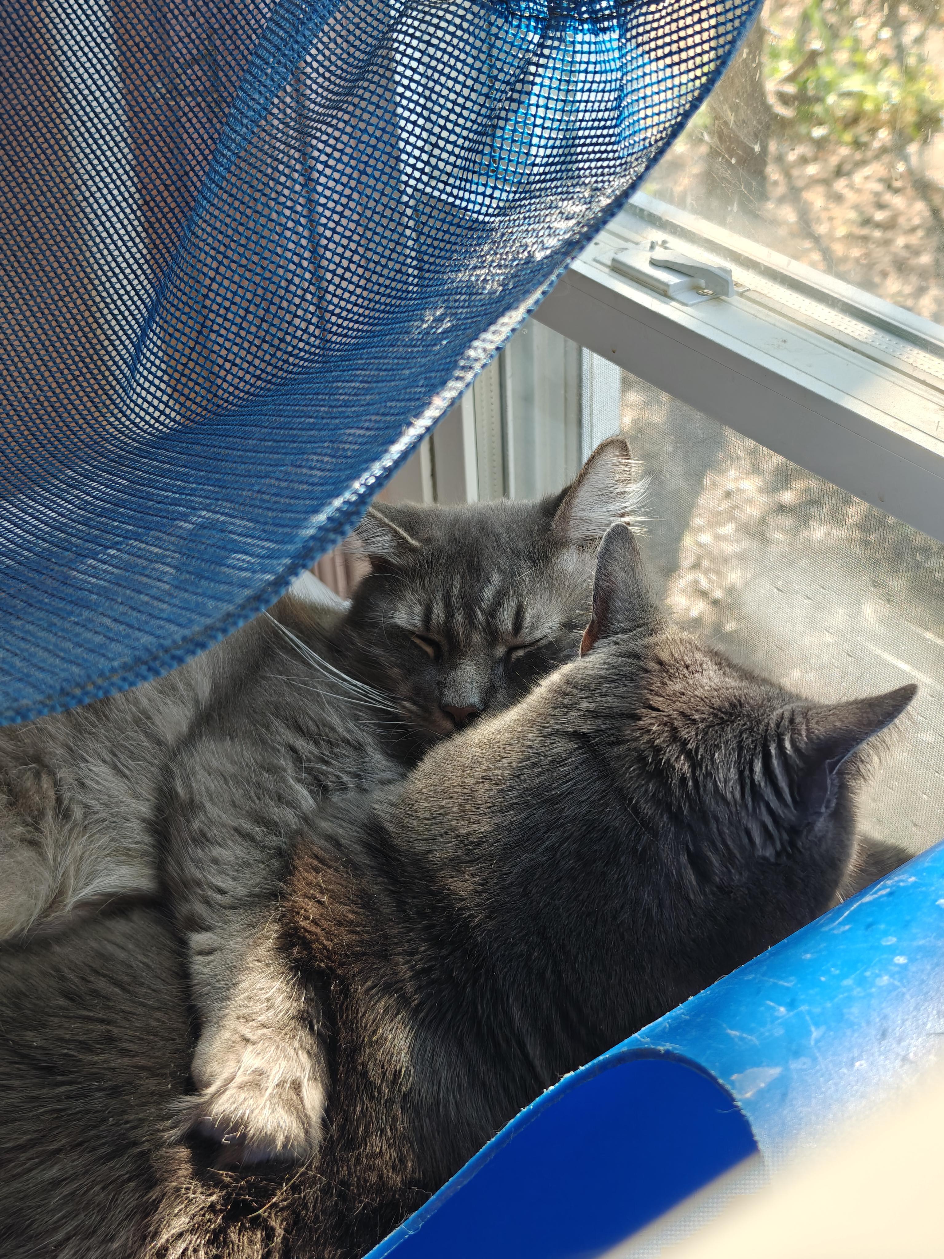 Enlarge Graycie & Burger, a ADOPTABLE Domestic Short Hair in New Britain, CT image 3/6