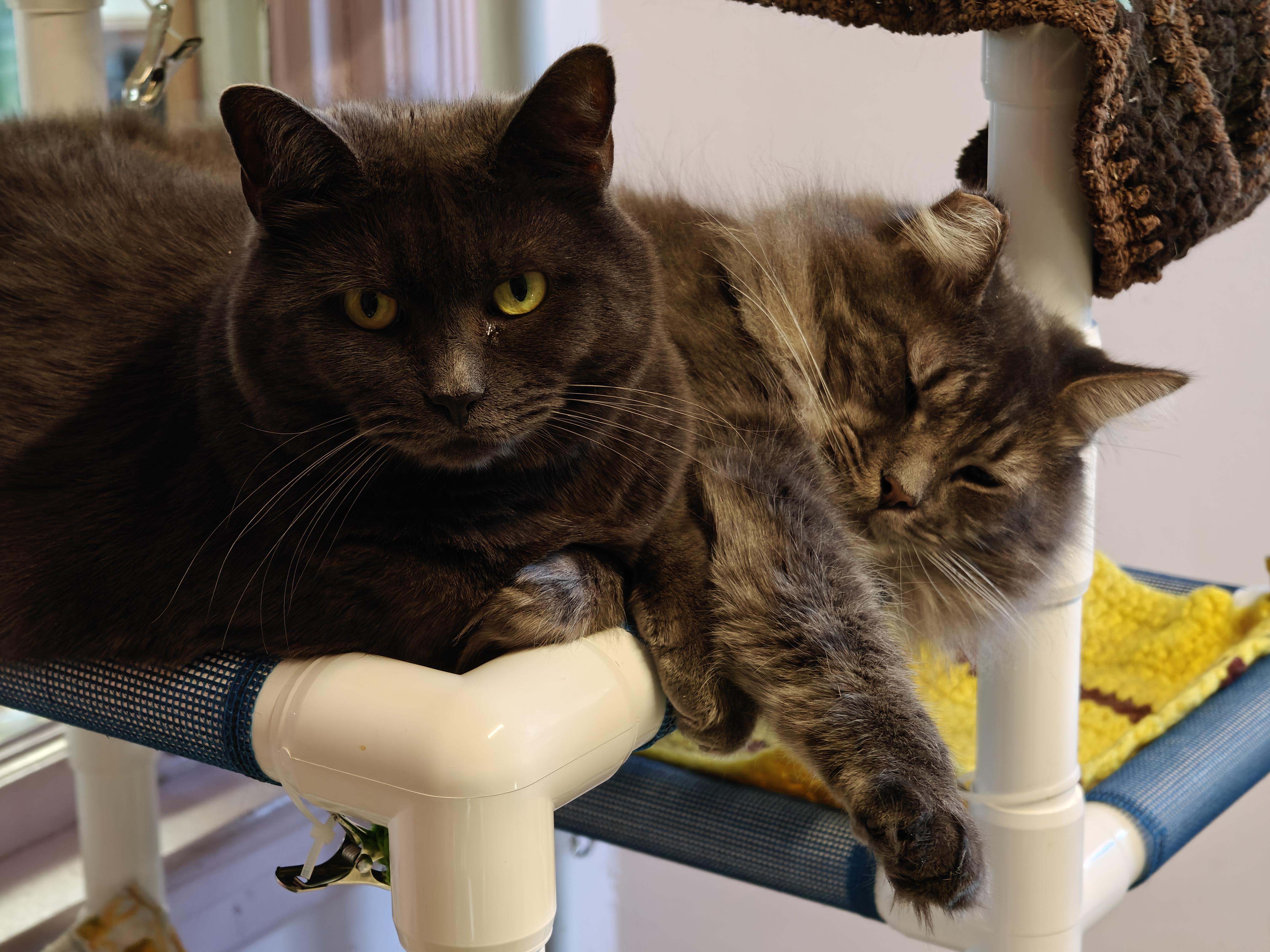 Graycie & Burger, ADOPTABLE, Adult Female Domestic Short Hair.