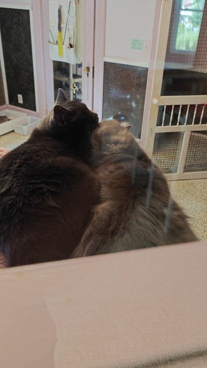 Enlarge Graycie & Burger, a ADOPTABLE Domestic Short Hair in New Britain, CT video 4/6