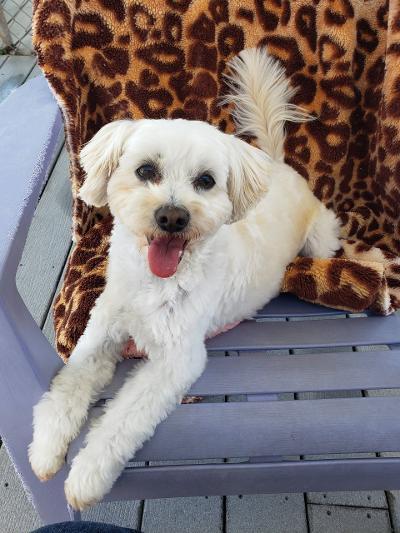 Cammie, Adoptable, Adult Female Maltipoo.